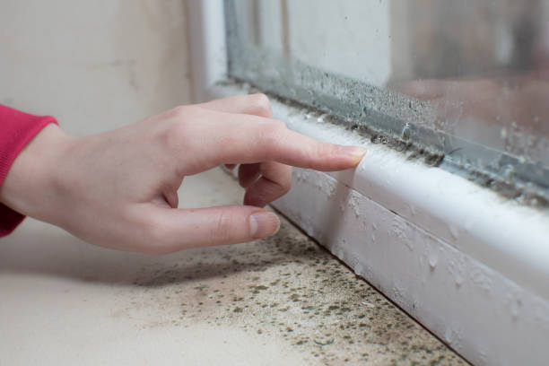 Best Real Estate Mold Inspection  in Laguna Vista, TX